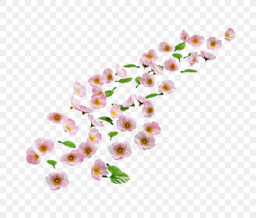 Cherry Blossom Sweet Cherry Almond Flower, PNG, 700x700px, Cherry Blossom, Almond, Almond Blossoms, Blossom, Branch Download Free