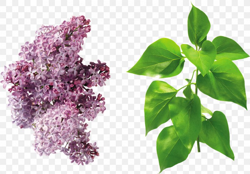 Lilac Leaf Branch Clip Art, PNG, 1600x1114px, Lilac, Basil, Branch, Flower, Green Download Free