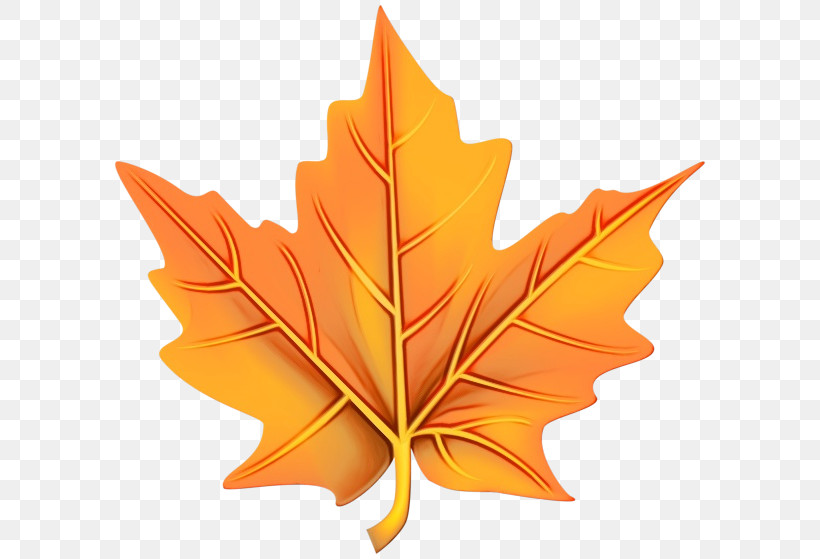 Orange, PNG, 600x559px, Watercolor, Biology, Leaf, Maple Leaf M, Orange Download Free