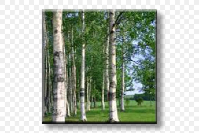 Birch Russia Photography Broad-leaved Tree, PNG, 600x548px, Birch, Bark, Biome, Birch Family, Broadleaved Tree Download Free