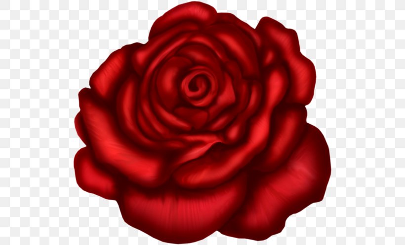 Black Rose Drawing, PNG, 525x497px, Rose, Art Museum, Black Rose, Camellia, China Rose Download Free