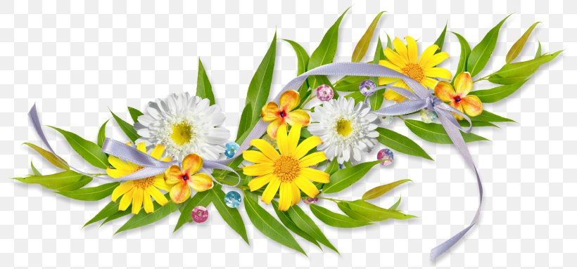 Clip Art, PNG, 800x383px, Drawing, Animation, Daisy, Daisy Family, Flora Download Free