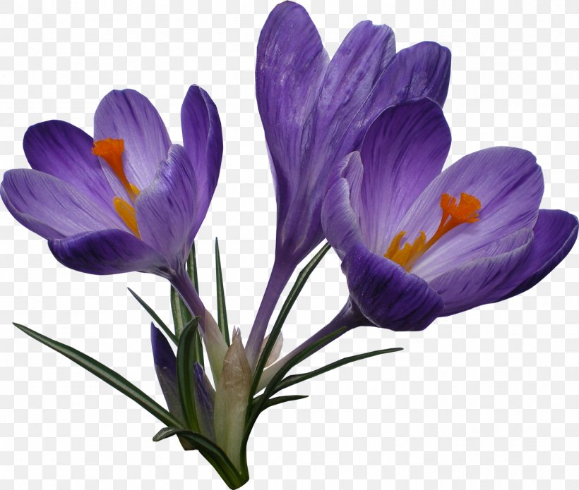 Crocus Clip Art, PNG, 1396x1184px, Crocus, Flower, Flowering Plant, Iris Family, Irises Download Free