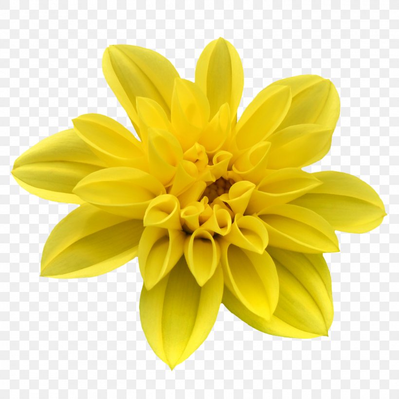 Flower Designer Petal, PNG, 1500x1500px, Flower, Chrysanths, Cut Flowers, Dahlia, Daisy Family Download Free