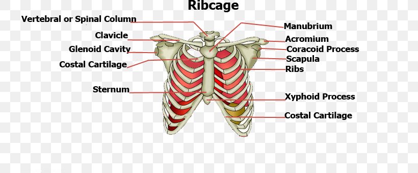 Rib Cage Sternum Human Body Bone, PNG, 742x339px, Watercolor, Cartoon, Flower, Frame, Heart Download Free