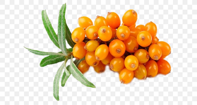 Sea Buckthorn Oil Seaberry Food, PNG, 650x436px, Sea Buckthorn Oil, Berries, Berry, Buckthorn, Dermatitis Download Free