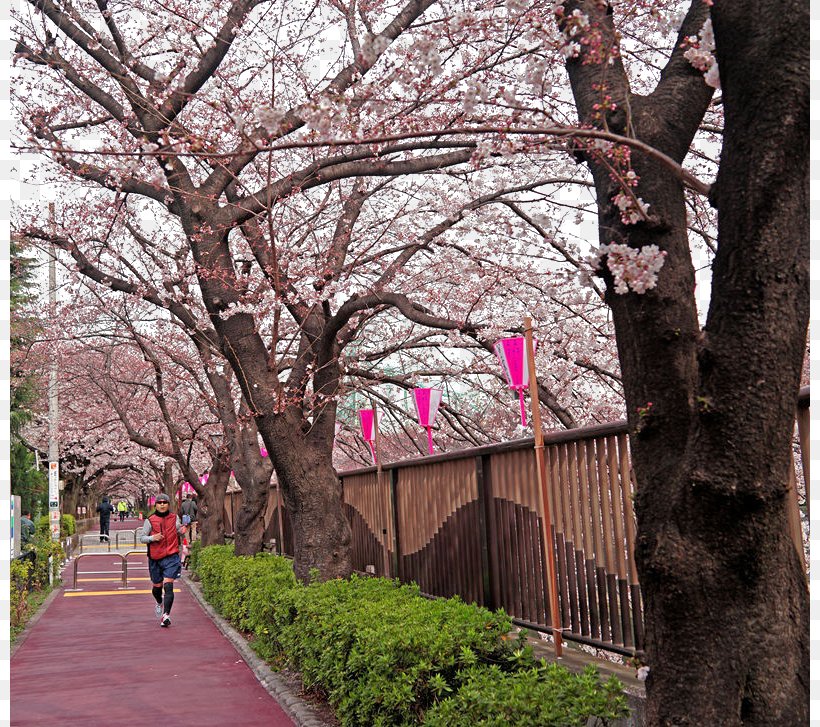 Tokyo National Cherry Blossom Festival, PNG, 800x727px, Tokyo, Blossom, Branch, Cerasus, Cherry Download Free