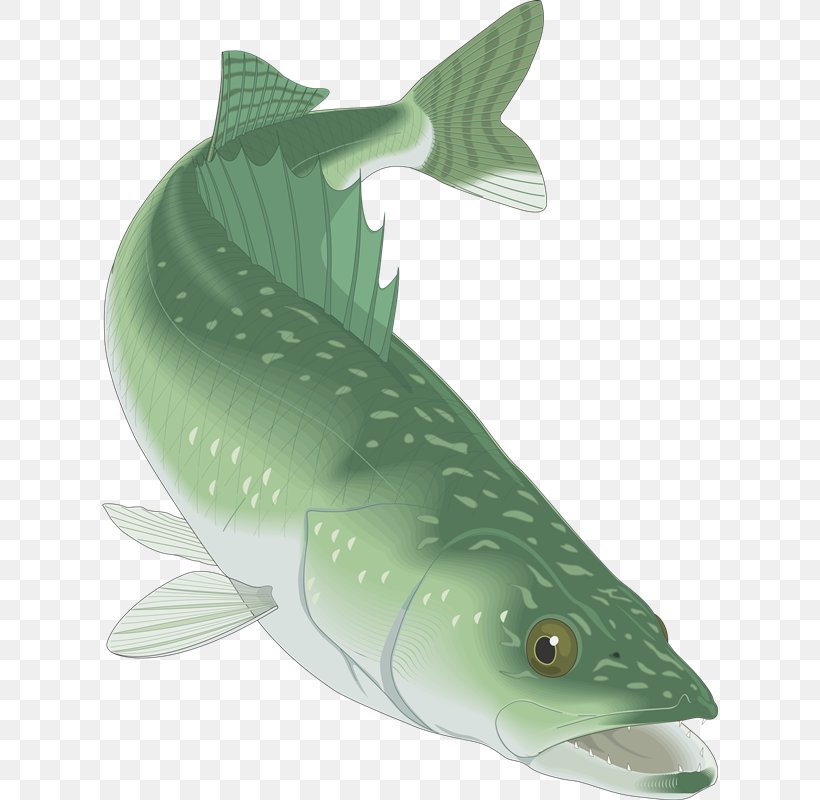 Walleye Clip Art, PNG, 616x800px, Walleye, Bony Fish, Catfish, Fauna, Fin Download Free