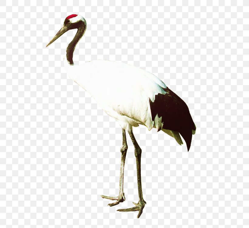 Zhalong Nature Reserve Crane Bird Heron, PNG, 750x750px, Zhalong Nature Reserve, Beak, Bird, Blacknecked Crane, Ciconiiformes Download Free