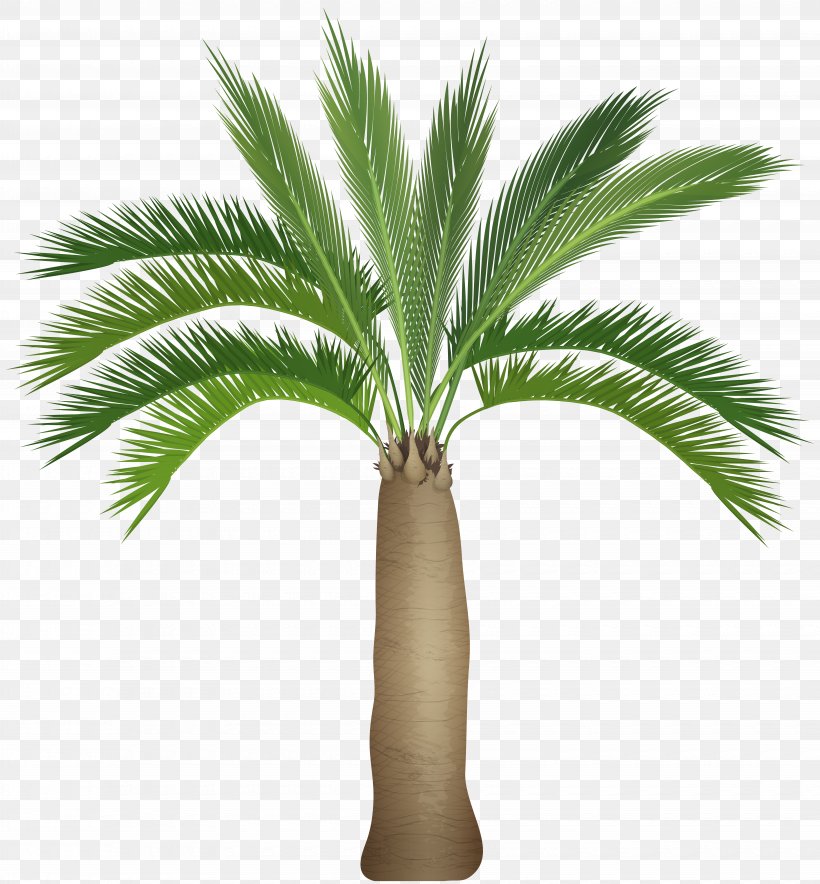 Clip Art, PNG, 7420x8000px, Royaltyfree, Arecaceae, Arecales, Art, Attalea Speciosa Download Free