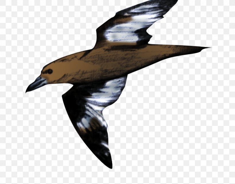 Eagle Seabird Wader Water Bird, PNG, 828x650px, Eagle, Beak, Bird, Bird Of Prey, Charadriiformes Download Free