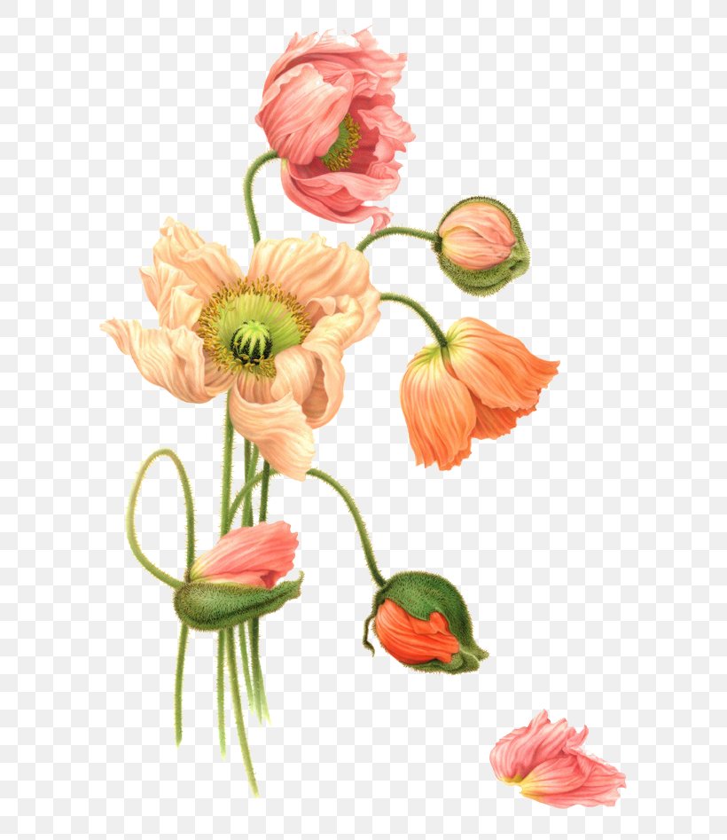Flower Watercolor Painting Illustration, PNG, 645x947px, Botany, Art, Artist, Botanical Illustration, Botanical Illustrator Download Free