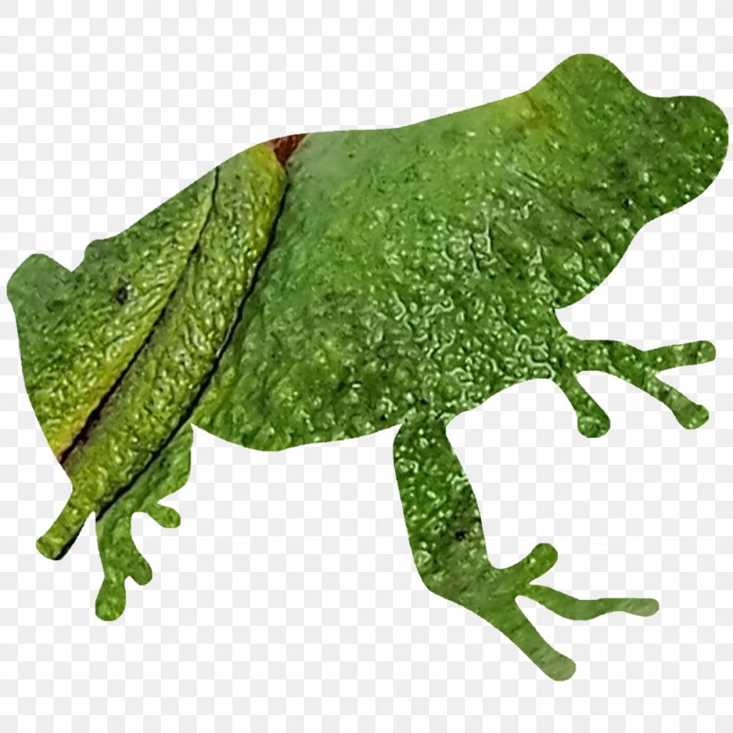 Frog Silhouette Spring Peeper Clip Art, PNG, 1024x1024px, Frog, Amphibian, Chorus Frog, Gliding Tree Frog, Grass Download Free