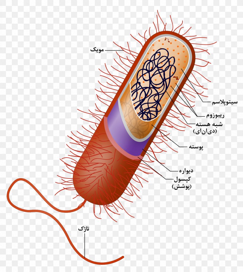 Prokaryote Cell Nucleus Bacteria Organelle Png X Px