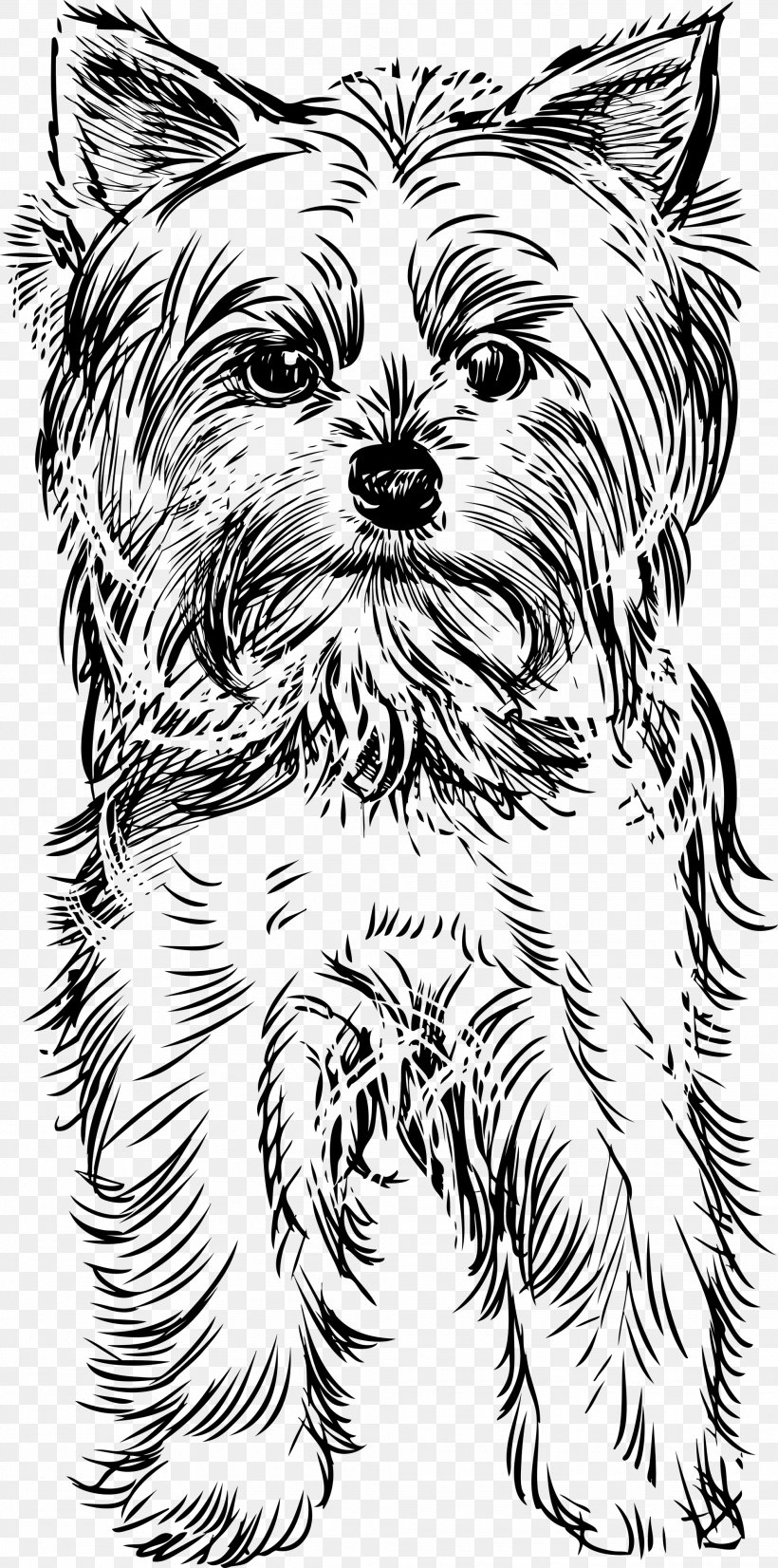 Yorkshire Terrier Puppy Drawing Clip Art, PNG, 1985x4000px, Yorkshire Terrier, Art, Artwork, Black And White, Cairn Terrier Download Free