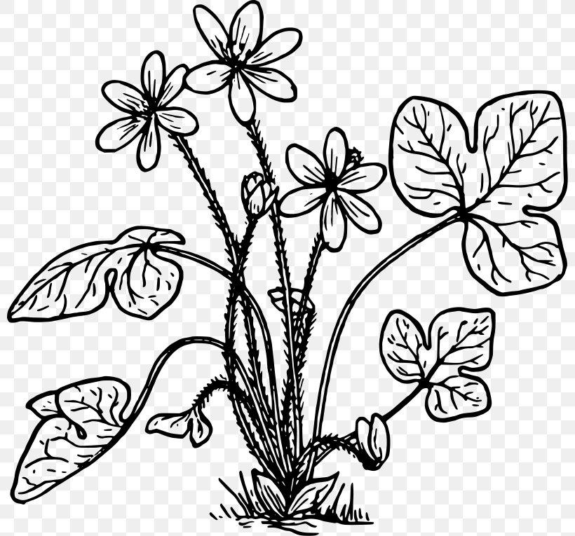 Anemone Hepatica Coloring Book Clip Art, PNG, 800x765px, Hepatica, Anemone, Anemone Hepatica, Art, Black And White Download Free