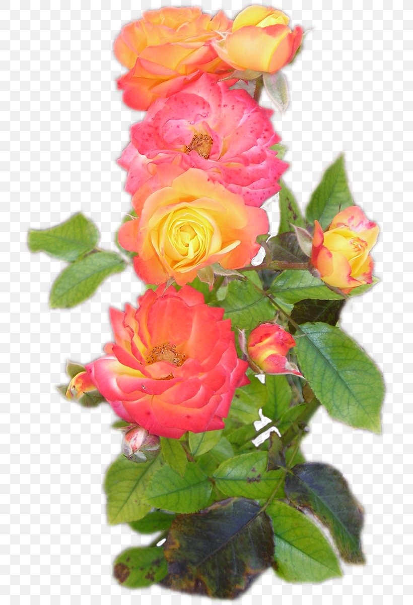 Garden Roses Cut Flowers Centifolia Roses Memorial Rose, PNG, 728x1200px, Garden Roses, Annual Plant, Centifolia Roses, China Rose, Cut Flowers Download Free