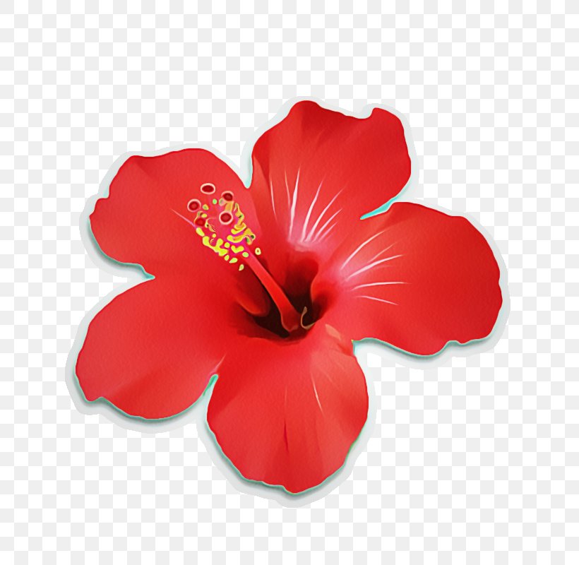 Hibiscus Flowering Plant Chinese Hibiscus Flower Petal, PNG, 800x800px, Hibiscus, Chinese Hibiscus, Flower, Flowering Plant, Hawaiian Hibiscus Download Free