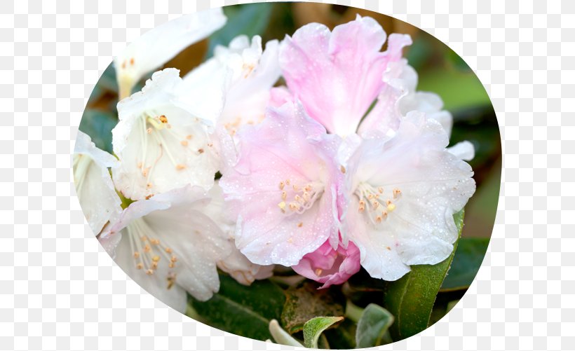 Azalea Rhododendron Pink M, PNG, 616x501px, Azalea, Ericales, Flower, Flowering Plant, Pink Download Free