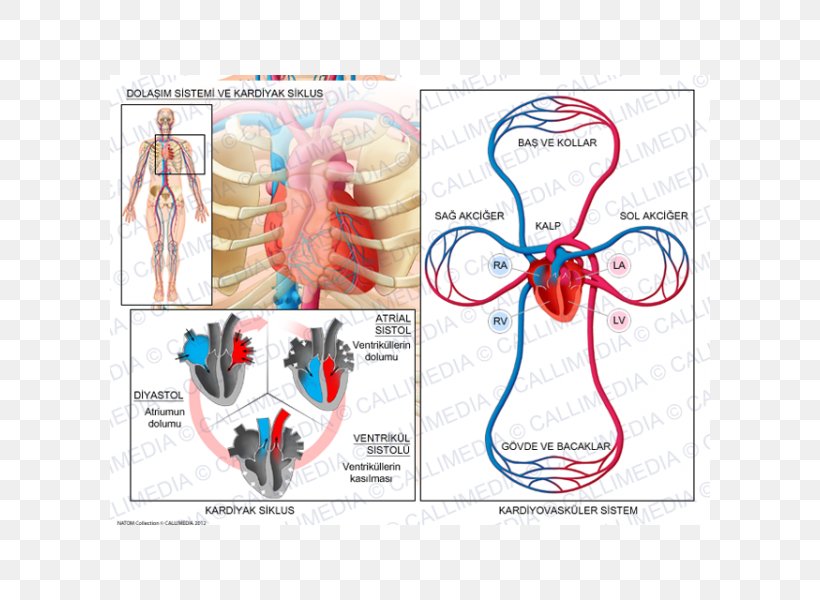 Circulatory System Cardiac Cycle Cardiology Heart Biological System, PNG, 600x600px, Watercolor, Cartoon, Flower, Frame, Heart Download Free