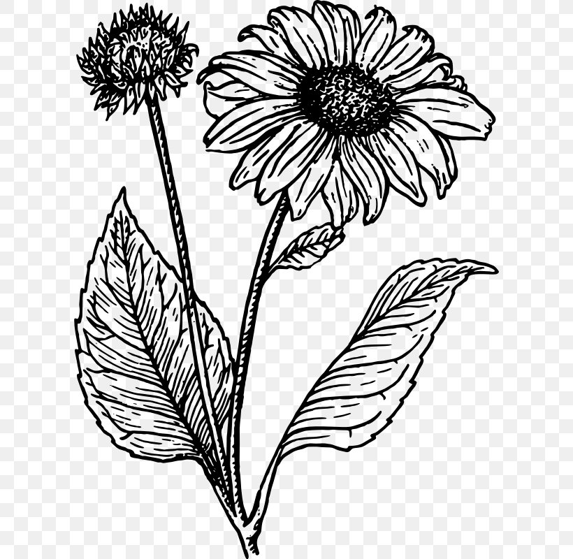 Drawing Line Art Common Sunflower Clip Art, PNG, 608x800px, Drawing, Area, Art, Artwork, Black And White Download Free