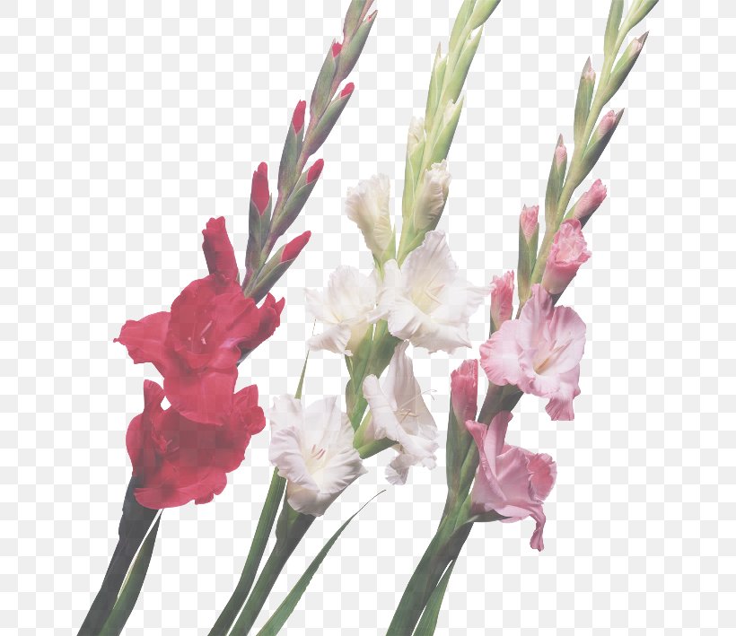 Flower Flowering Plant Plant Gladiolus Cut Flowers, PNG, 650x709px, Flower, Cut Flowers, Flowering Plant, Gladiolus, Iris Family Download Free