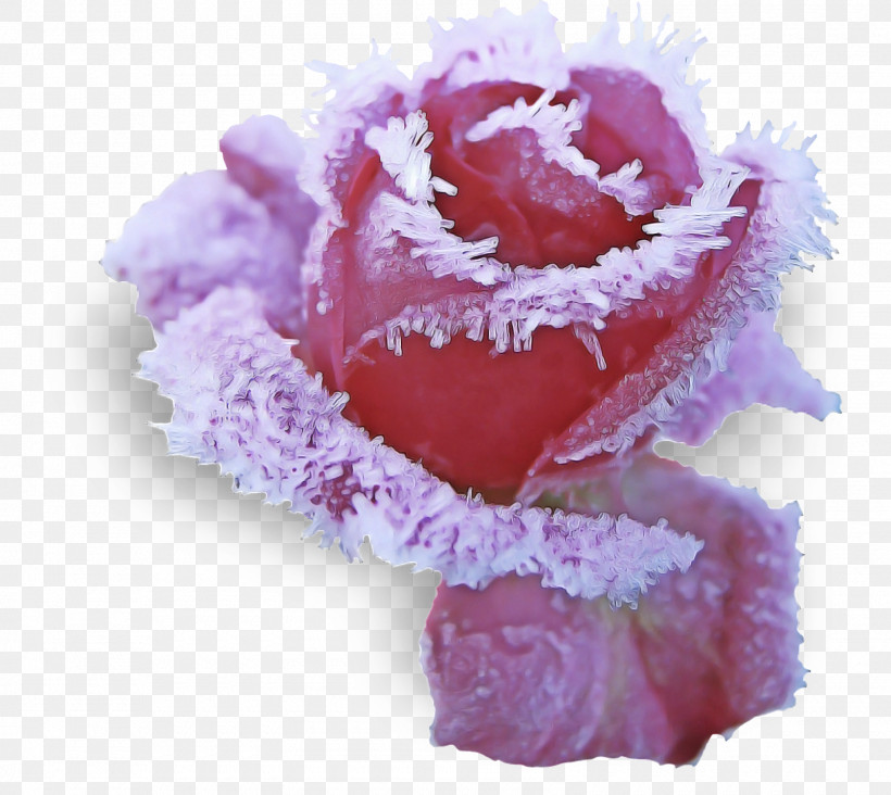 Rose, PNG, 1600x1430px, Pink, Cut Flowers, Flower, Petal, Plant Download Free