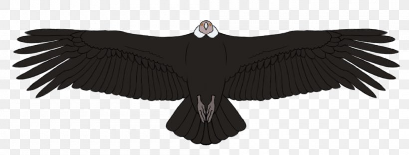 Andean Condor Feather Vulture Beak, PNG, 1000x381px, Andean Condor, Americans, Beak, Bird, Bird Of Prey Download Free