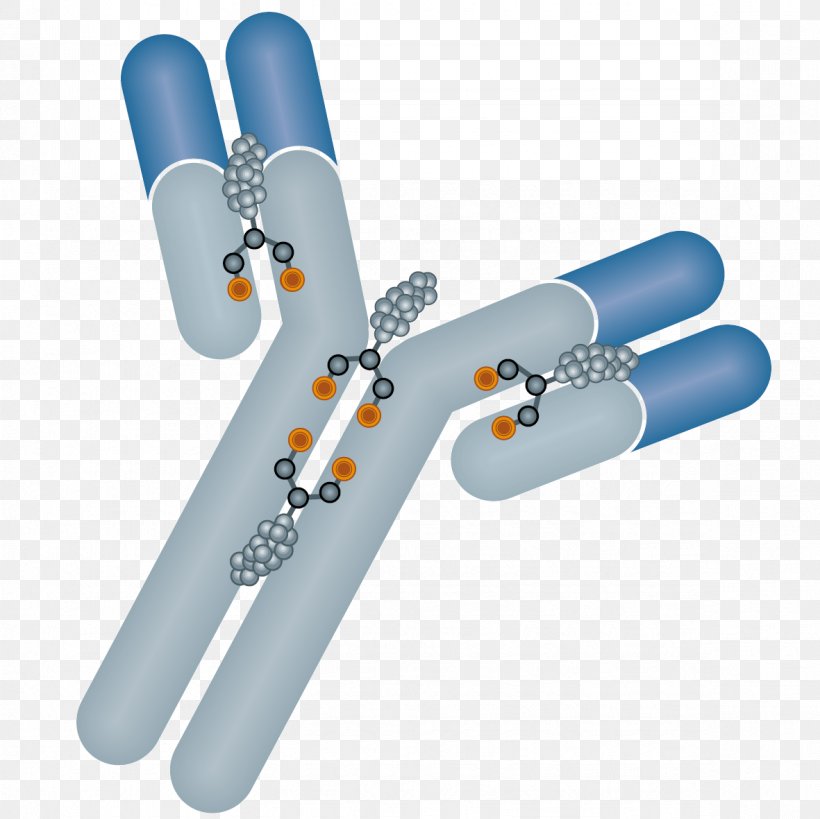 Antibody-drug Conjugate Trastuzumab Emtansine Monoclonal Antibody Immunology, PNG, 1181x1181px, Antibodydrug Conjugate, Abzena, Antibody, Bioprocess, Cancer Download Free