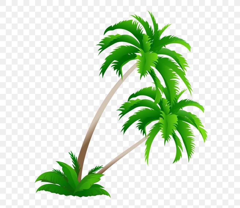 Arecaceae Coconut Tree Clip Art, PNG, 709x709px, Arecaceae, Arecales, Coconut, Date Palm, Drawing Download Free