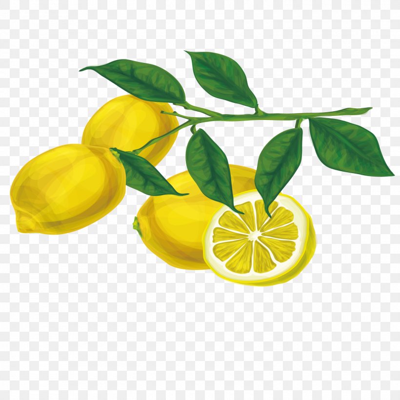 Euclidean Vector Tree Lemon, PNG, 1500x1500px, Lemon, Branch, Citric Acid, Citron, Citrus Download Free