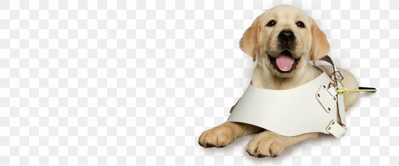 Golden Retriever Pet Sitting Puppy Dog Breed Companion Dog, PNG, 1200x500px, Golden Retriever, Animal, Breed, Carnivoran, Companion Dog Download Free