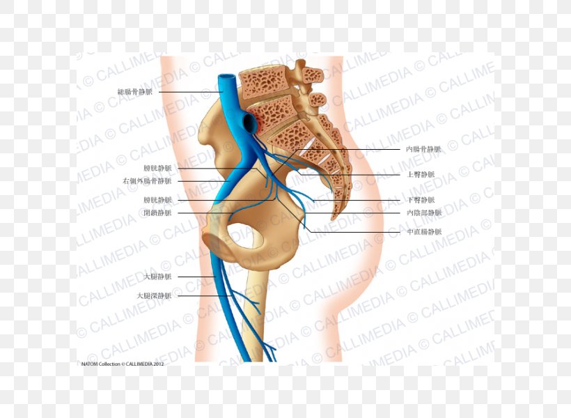 Pelvis Common Iliac Artery Anatomy Vein, PNG, 600x600px, Watercolor, Cartoon, Flower, Frame, Heart Download Free