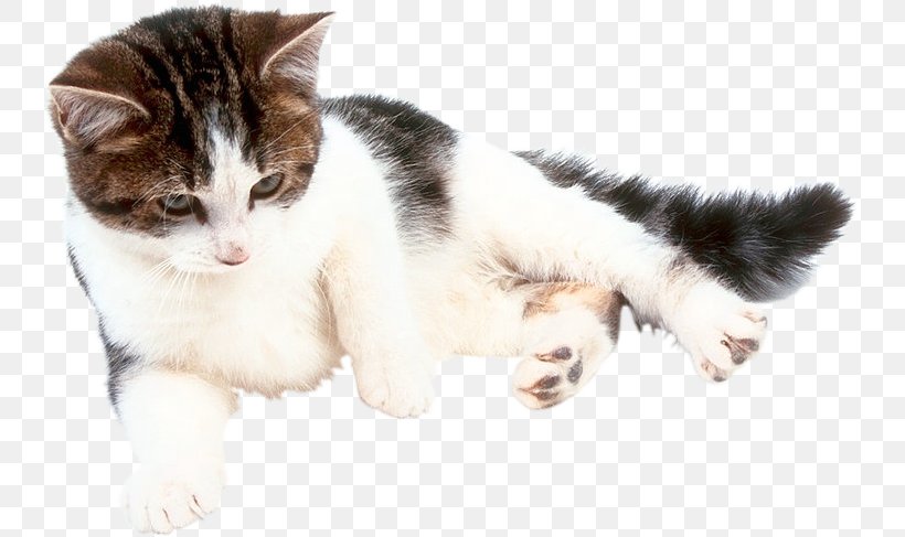 Cat Online Chat Kitten Fond Blanc Craft Magnets, PNG, 739x487px, Cat, Aegean Cat, Blog, Carnivoran, Cat Like Mammal Download Free