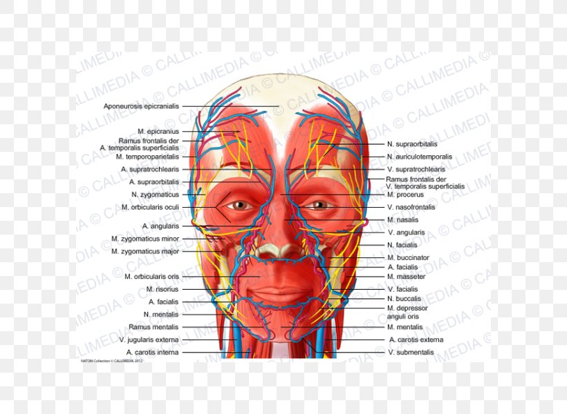 Head And Neck Anatomy Blood Vessel Nerve Human Head Anterior Triangle Of The Neck, PNG, 600x600px, Watercolor, Cartoon, Flower, Frame, Heart Download Free