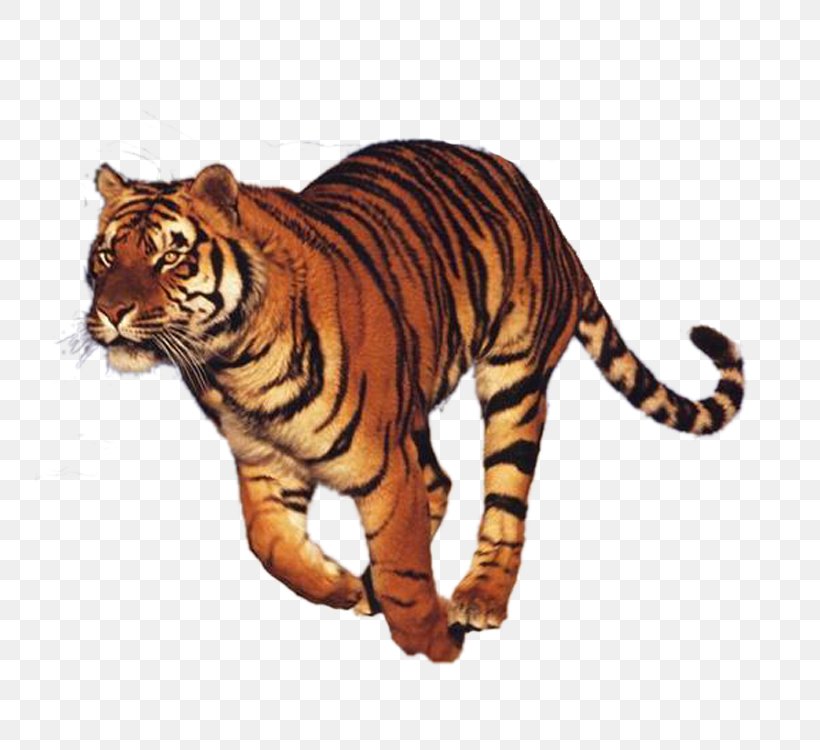 Run Tiger Felidae National Museum Of The Civil War Soldier, PNG, 750x750px, Tiger, Android, Big Cats, Carnivoran, Cat Like Mammal Download Free