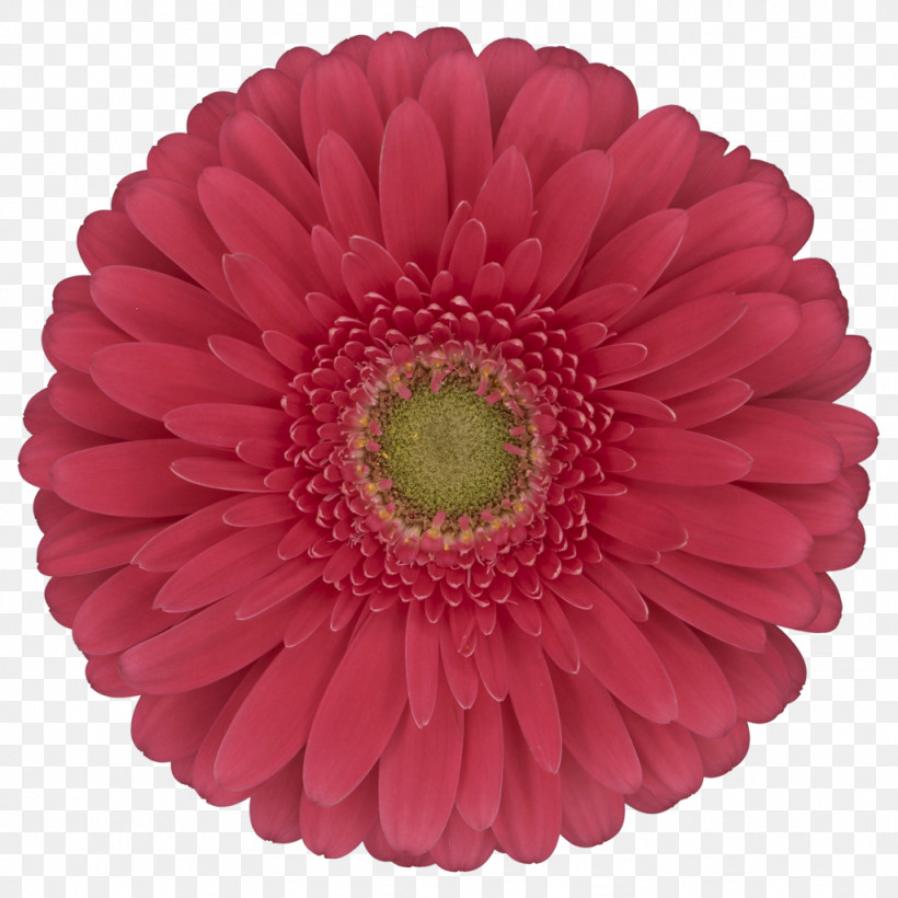 Transvaal Daisy Cut Flowers Flower Floristry Logo, PNG, 1024x1024px, Transvaal Daisy, Cut Flowers, Exo, Exols, Florist Holland Bv Download Free
