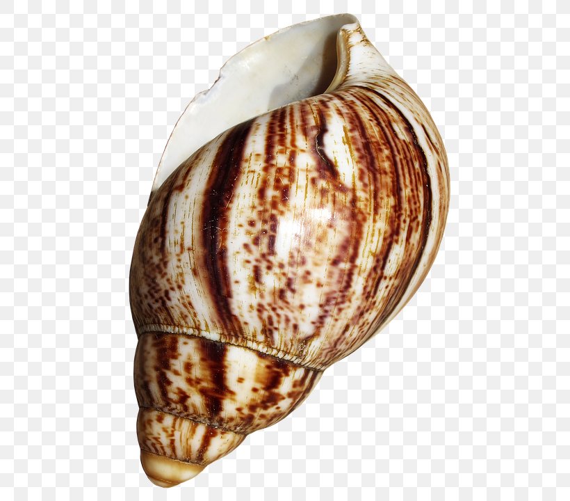 Cockle Giant African Snail Seashell Gastropod Shell, PNG, 505x720px, Cockle, Achatina, Animal, Caracol, Clam Download Free