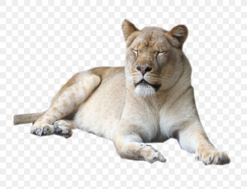 Lion Cougar Female Serengeti Big Cat, PNG, 900x690px, Lion, Animal, Art, Big Cat, Big Cats Download Free