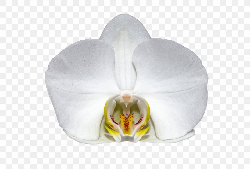 Orchids Flower Orchidea White Moth Orchid, PNG, 1200x813px, Orchids, Blossom, Blume, Cattleya Orchids, Flower Download Free
