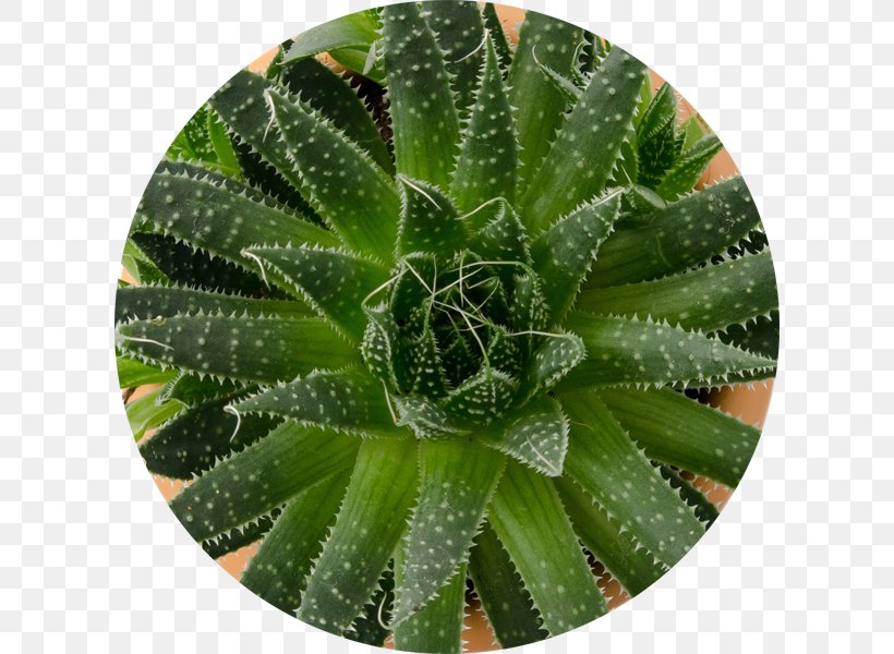 Succulent Plant Jade Plant Leaf Agave, PNG, 610x600px, Succulent Plant, Agave, Aloe, Aloe Vera, Cactaceae Download Free