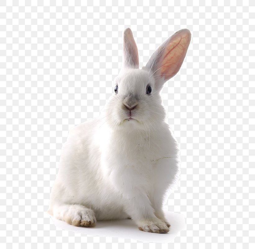 Californian Rabbit Domestic Rabbit Flemish Giant Rabbit Hare Dog, PNG, 531x800px, Californian Rabbit, Animal, Cage, Dog, Domestic Rabbit Download Free