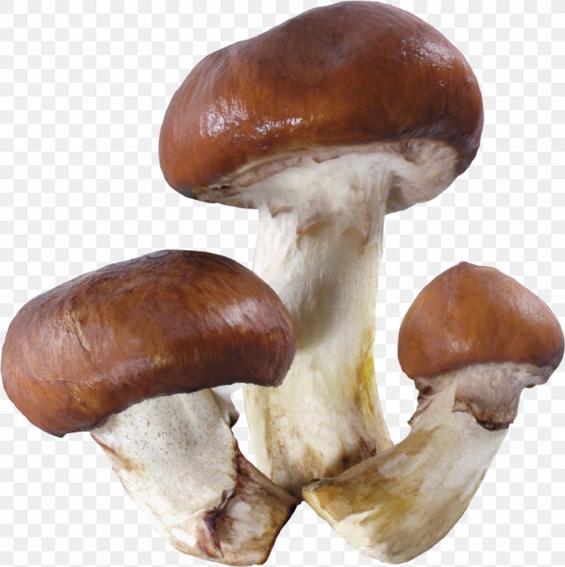 Edible Mushroom Fungus Clip Art, PNG, 1000x1004px, Mushroom, Amanita Muscaria, Edible Mushroom, Fungus, Ingredient Download Free