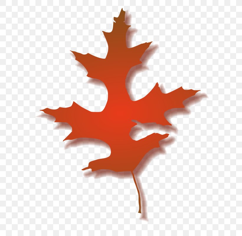 Leaf Oak Autumn Clip Art, PNG, 706x800px, Leaf, Acorn, Autumn, Autumn Leaf Color, Drawing Download Free