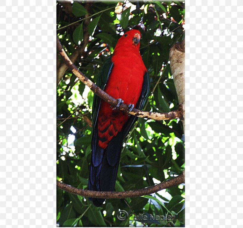 Parrot Bird Macaw Lories And Lorikeets Rainbow Lorikeet, PNG, 880x827px, Parrot, Adelaide, Australian Ringneck, Beak, Bird Download Free