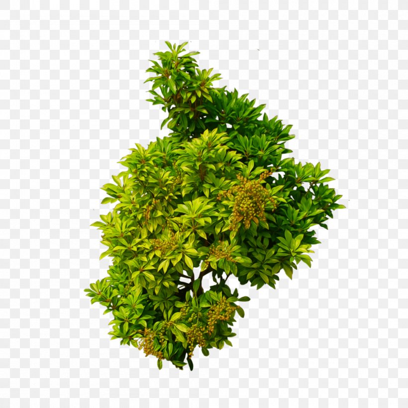 Shrub Tree Clip Art, PNG, 1000x1000px, Shrub, Arecaceae, Branch, Bush, Deciduous Download Free