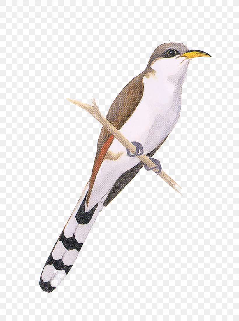 Birds Of North America Yellow-billed Cuckoo Cuckoos National Audubon Society, PNG, 1500x2014px, Bird, American Yellow Warbler, Beak, Belted Kingfisher, Birds Of North America Download Free