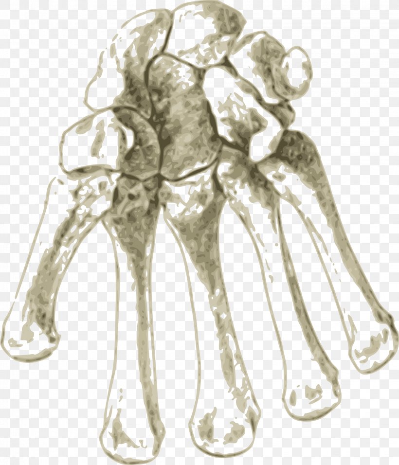 Carpal Bones Arm Human Skeleton Clip Art, PNG, 2058x2400px, Watercolor, Cartoon, Flower, Frame, Heart Download Free