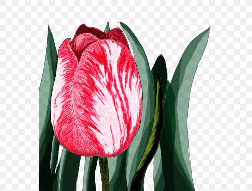 Cut Flowers Flowering Plant Tulip, PNG, 565x622px, Flower, Bud, Close Up, Cut Flowers, Family Download Free