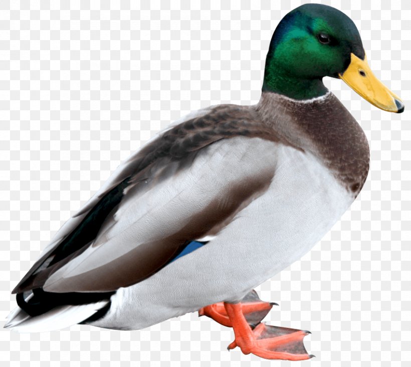 Duck Mallard, PNG, 850x759px, Duck, Beak, Bird, Canard, Display Resolution Download Free